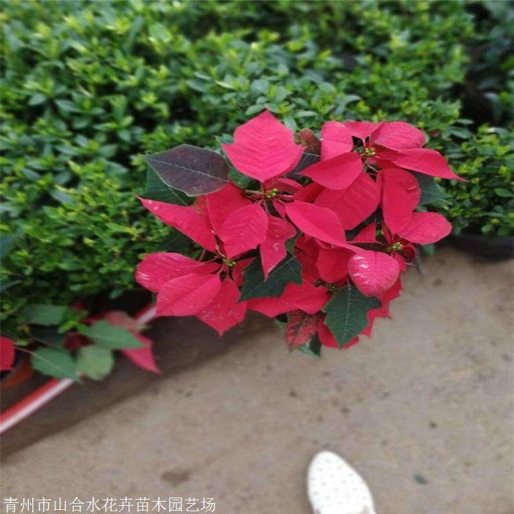 切花材料 圣誕花盆栽 山合水花卉 一品紅 廠家現(xiàn)貨銷售