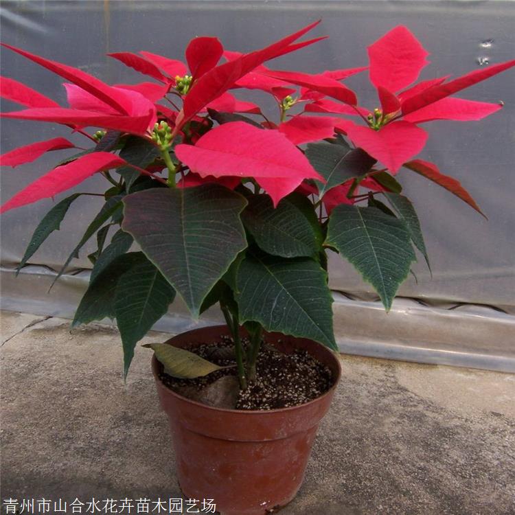 切花材料 圣誕花盆栽 山合水花卉 一品紅 廠家現(xiàn)貨銷售