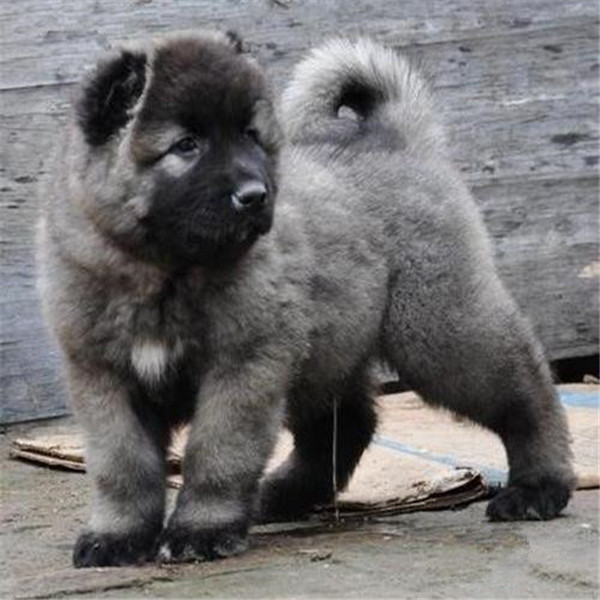 肉狗几个月出栏 供应肉狗种狗 肉狗养殖 肉狗市场价格