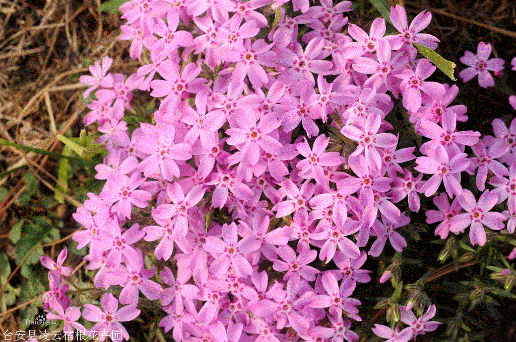 花苗芝樱 台安丛生福禄考供应 欢迎咨询选购