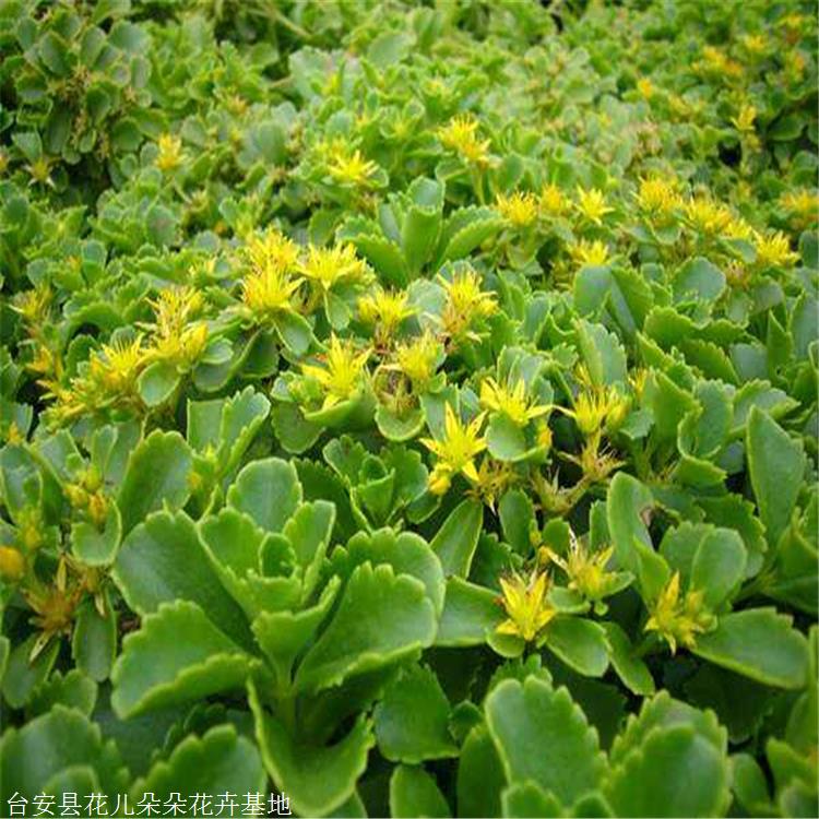 现苗供应景天苗花儿朵朵中华景天多年生肉质宿根草本