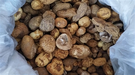 【中药材南瓜蒂功效   中药材南瓜蒂的价格】价格,厂家,农作物种子种苗