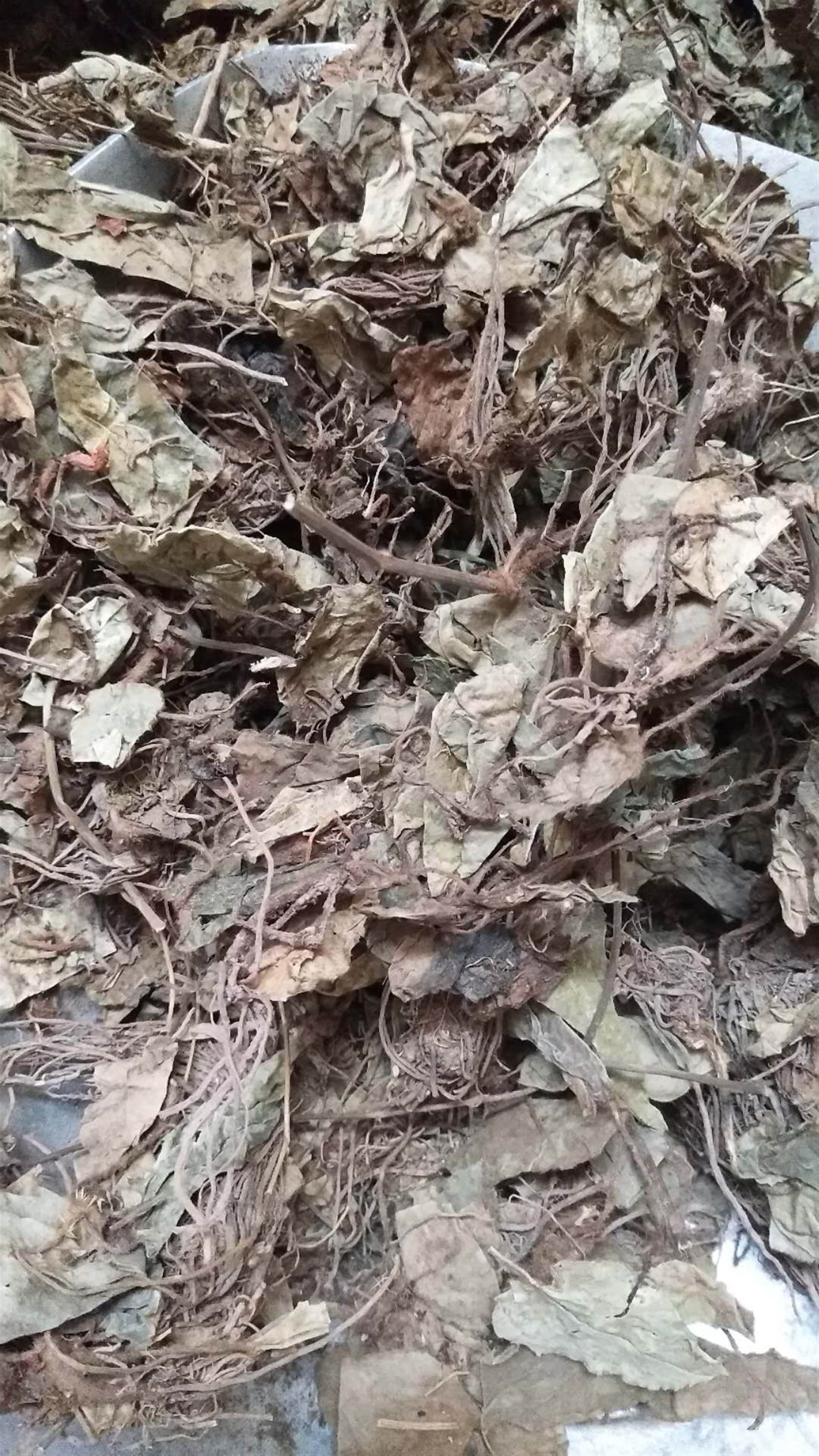 紫霄花价格   中药材紫霄花功效