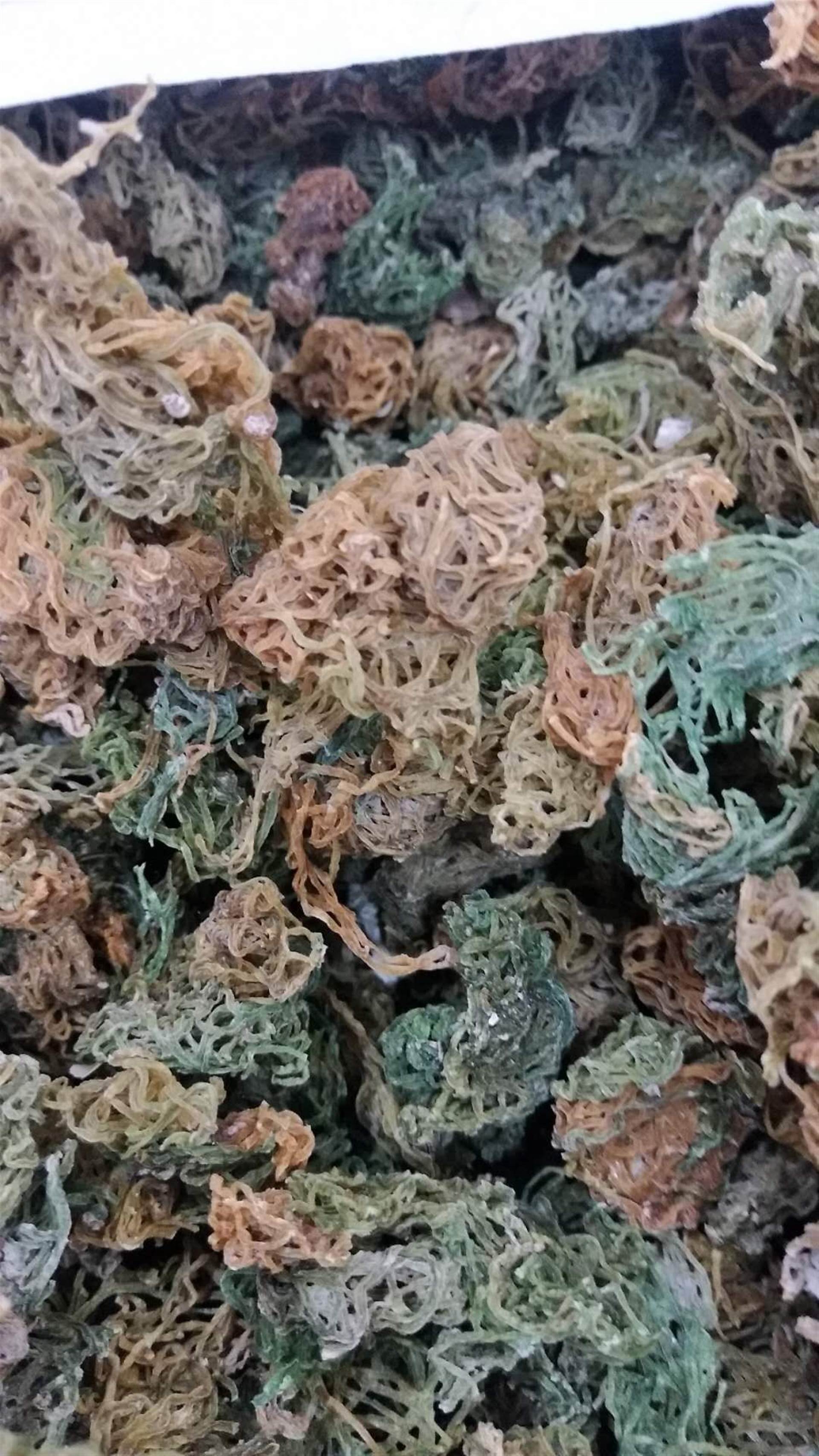 中药材批发海粉  海粉的功效