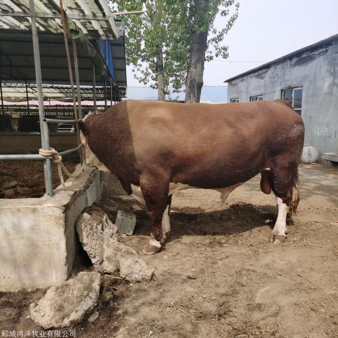 魯西黃牛批發 肉牛犢 鴻澤