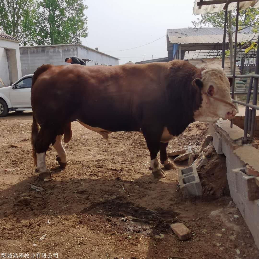 三元雜交牛養殖場 黃牛肉度 鴻澤