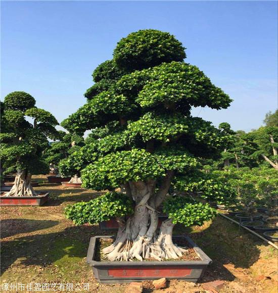 湖北小叶榕 榕树盆景 造型独特 价格优惠