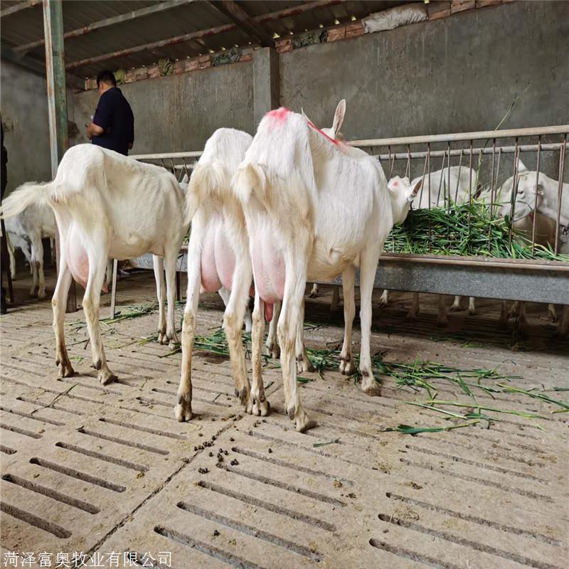 优质萨能奶山羊市场价格萨能奶山羊产奶量富奥牧业