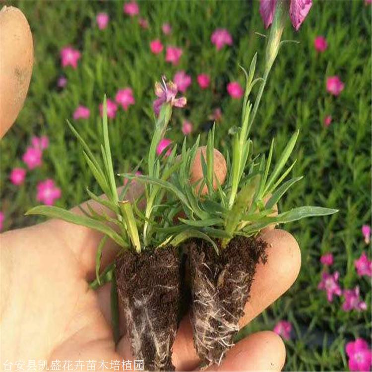 石竹苗报价青海地被石竹公园绿化花海用花