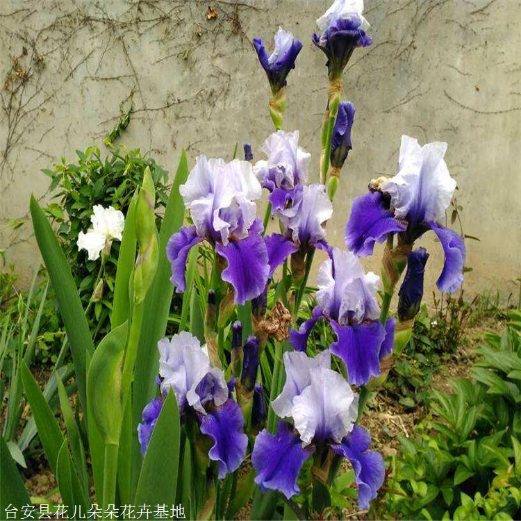 花儿朵朵苗木 蓝蝴蝶鸢尾苗 德国常绿鸢尾 蝴蝶兰 品种纯 品质好