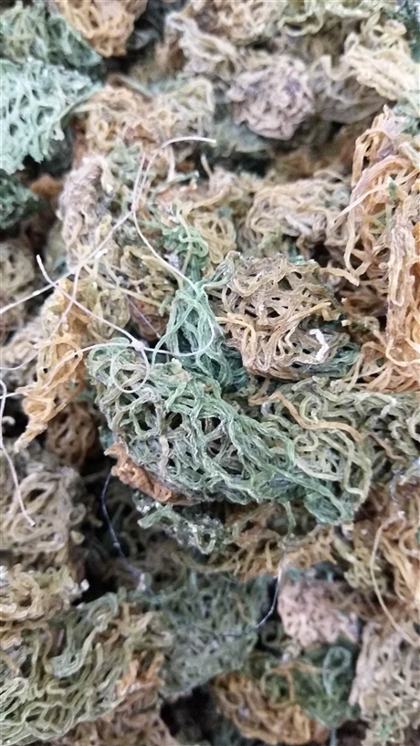 海粉批发价格    海粉的药用价值
