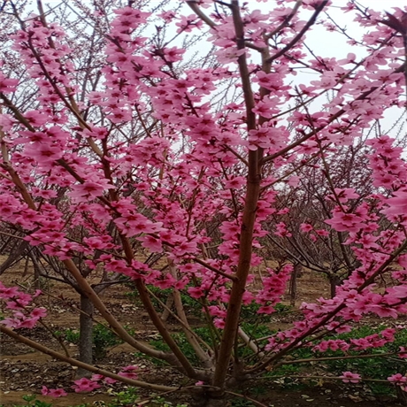 莱芜市寒红碧桃碧桃价格量大优惠
