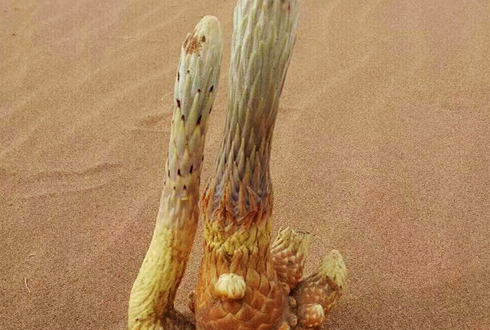 正宗野生肉苁蓉一斤多少钱