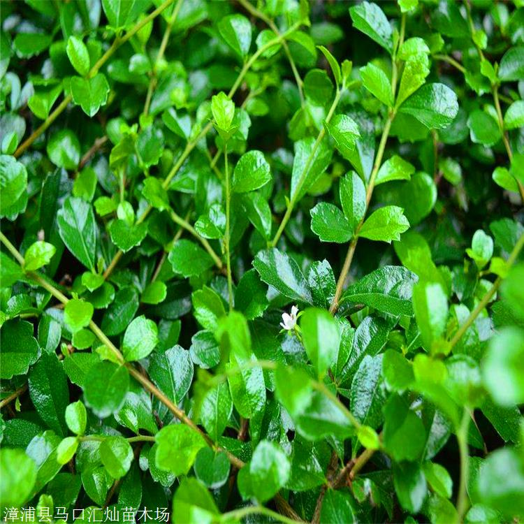 福建茶小苗 出售福建茶优惠供应