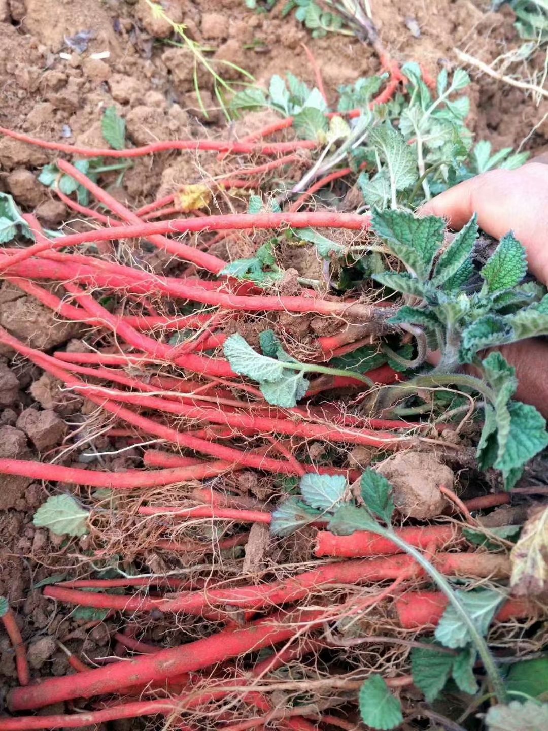 黑龙江丹参苗 改良丹参苗 丹参苗价格 哪里有卖的