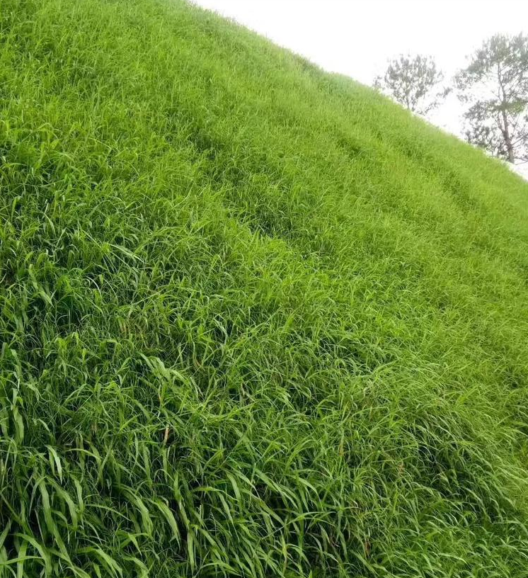 百喜草种子价格 用途广泛 成坪效果好 易存活