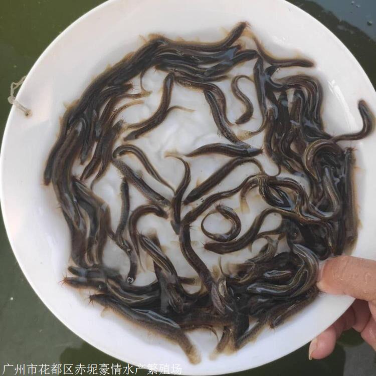 河北泥鰍魚苗 青海泥鰍魚苗批發 臺灣一號泥鰍魚苗養殖基地