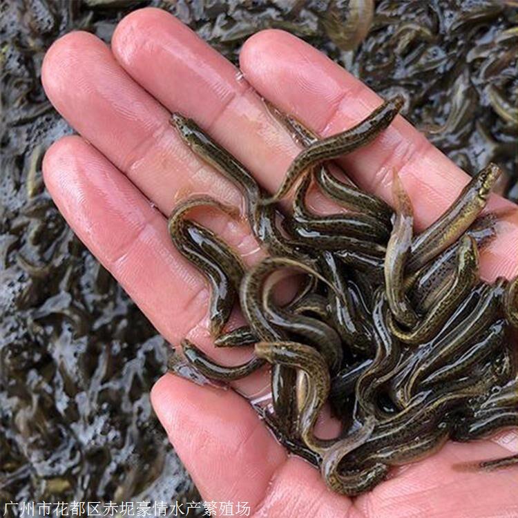 產地直供泥鰍魚苗 刺鰍魚苗養殖場 快大泥鰍苗批發