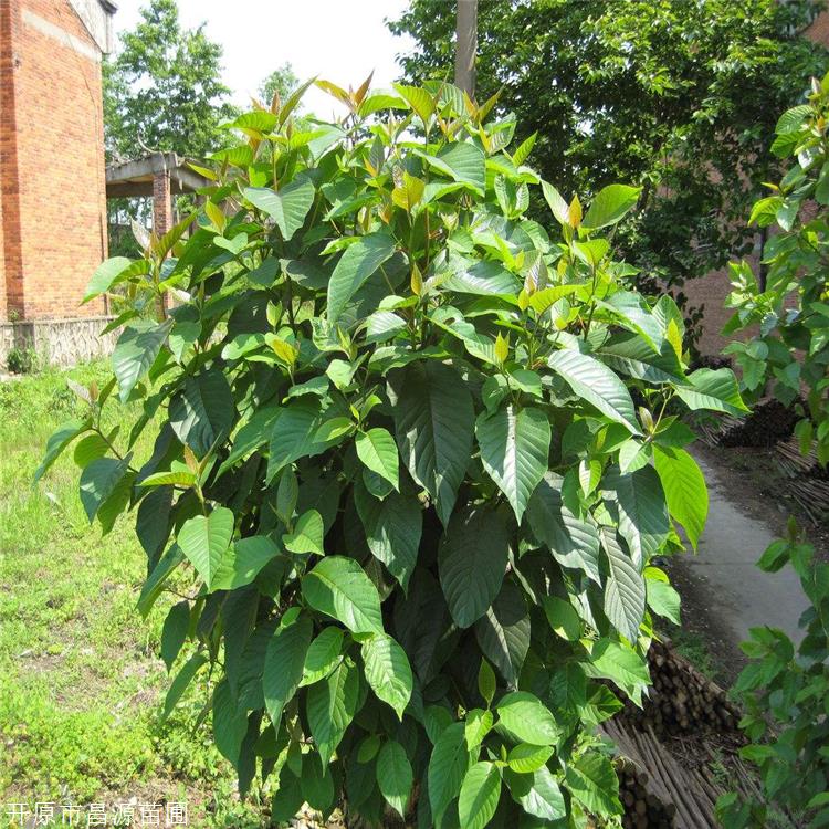 楸樹種植基地 梓樹苗 昌源苗圃 行道樹庭蔭樹