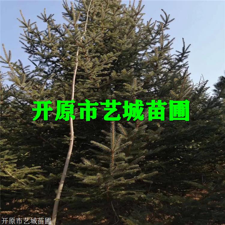 艺城云杉价格大连云杉树包头市市树