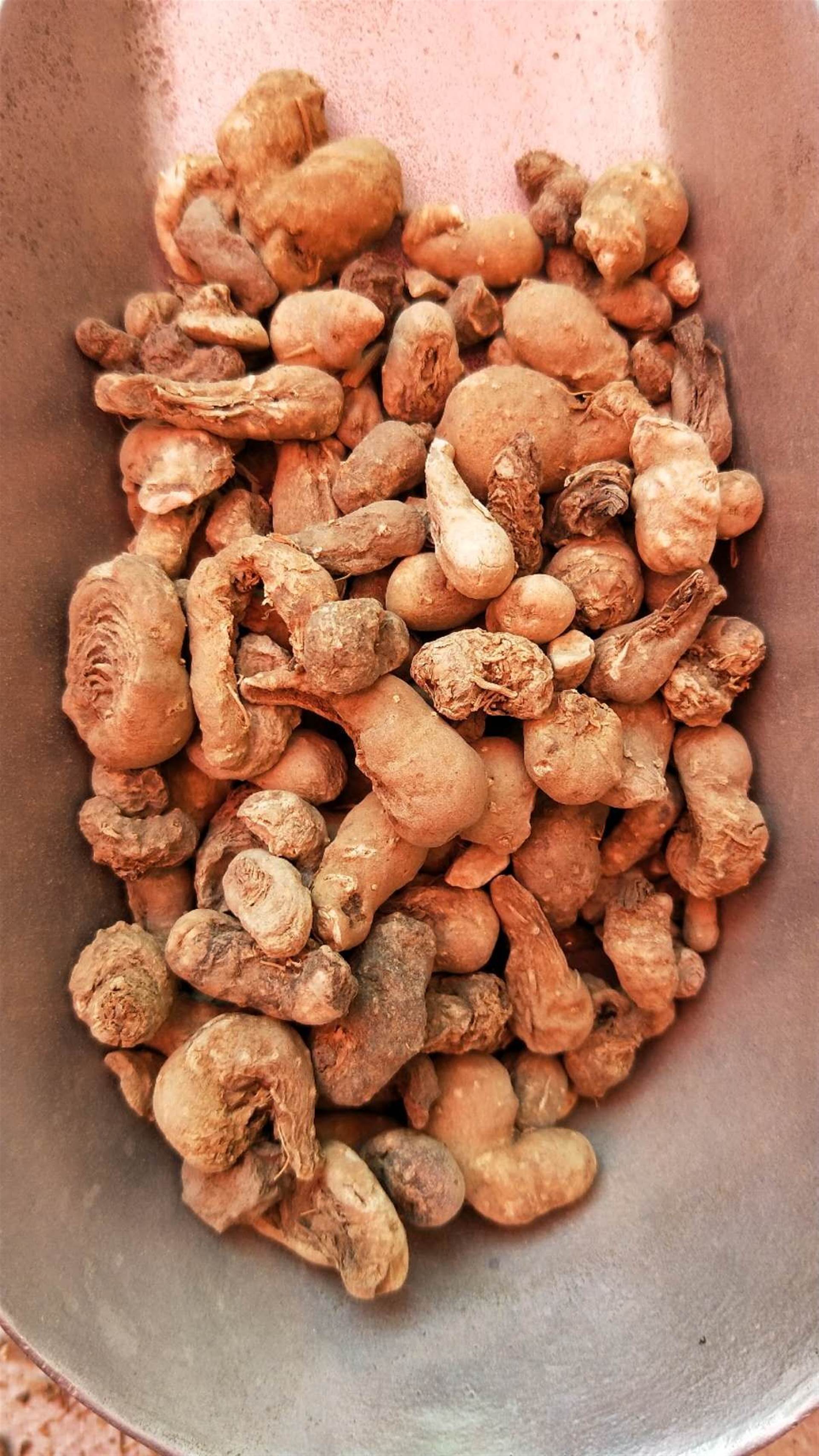 产地直销红大戟