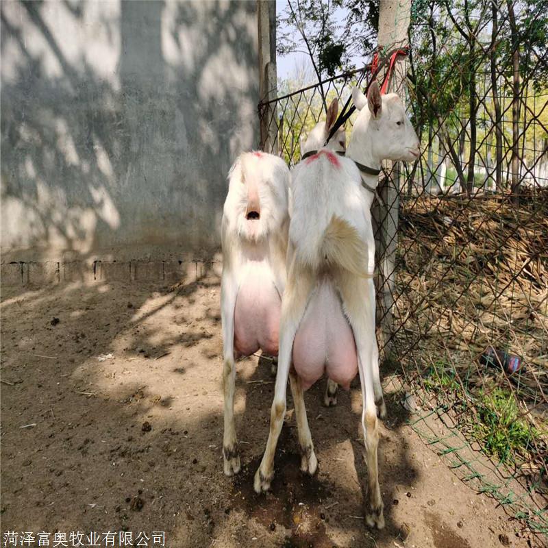 浙江宁波怀孕母羊怀孕母羊