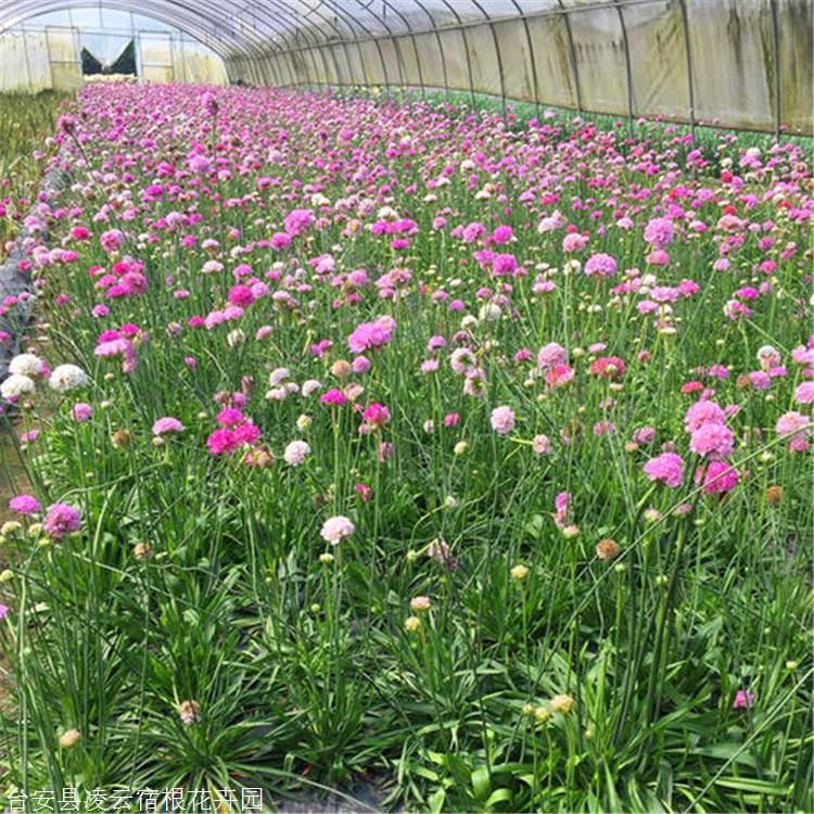 海石竹凌雲花卉海石竹價格廠家直銷海石竹草本植物