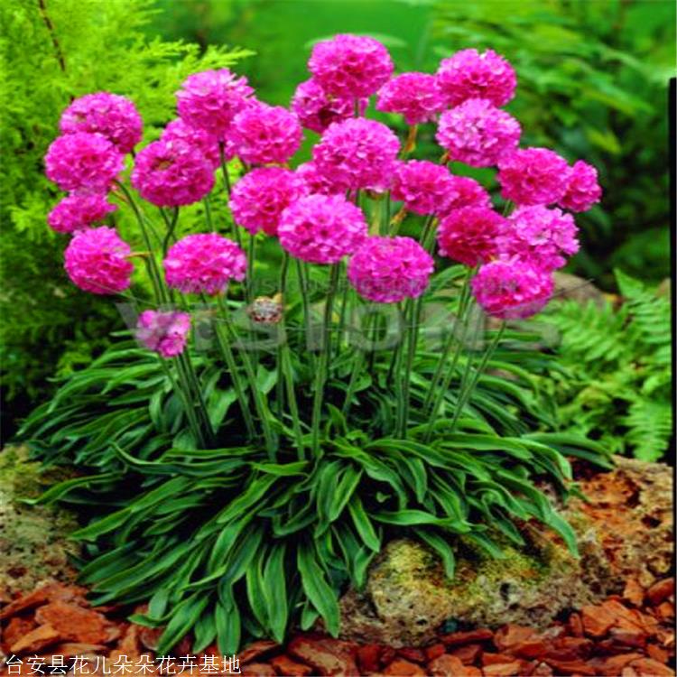 七台河 花儿朵朵 批发海石竹 东北耐寒花卉 海石竹种植基地