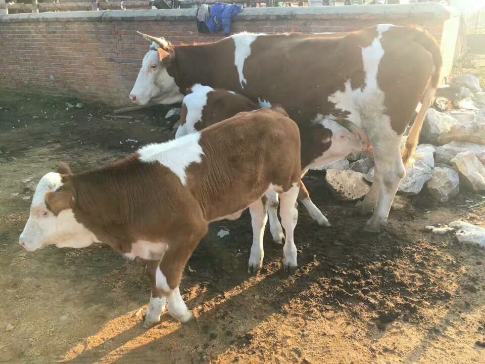 奶牛下得西门塔尔牛犊图片