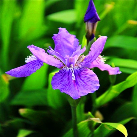 精品紫褐鸢尾四川紫苞鸢尾小苗公园市政道路草花