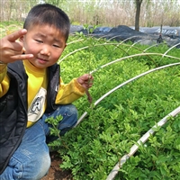 雨翔蔷薇小苗扦插苗根系好 货源充足 保证成活率