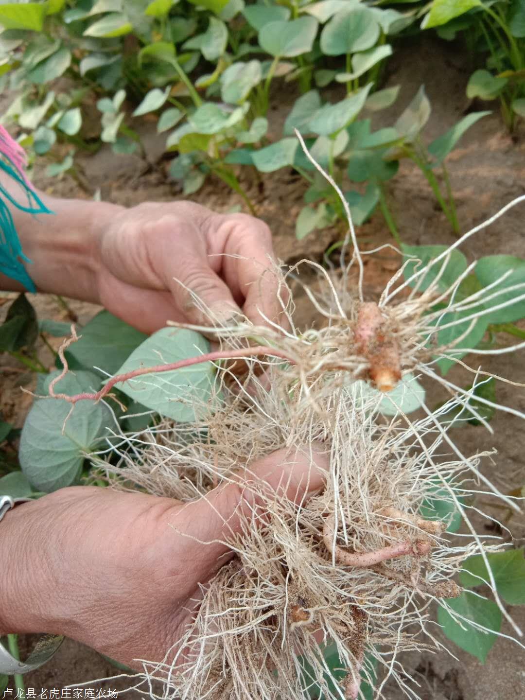 沈阳红薯种子供应批发