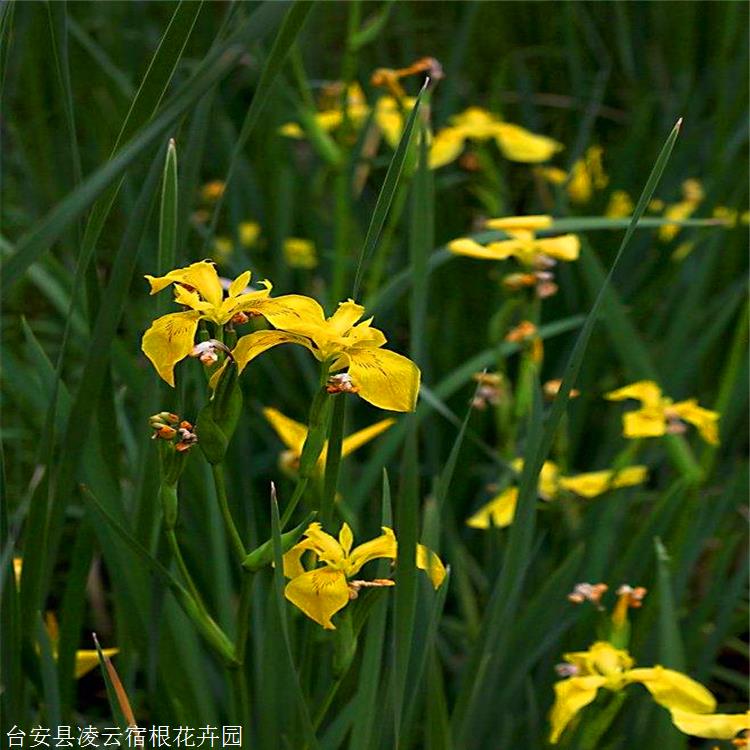 金娃娃鸢尾杯苗天津金娃娃鸢尾价格水生植物观赏价值高凌云
