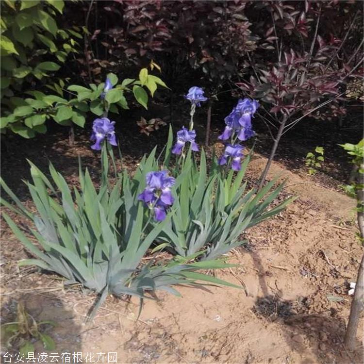 黄花鸢尾苗 铁岭 荷兰进口德国鸢尾球根 花坛花境布置 凌云
