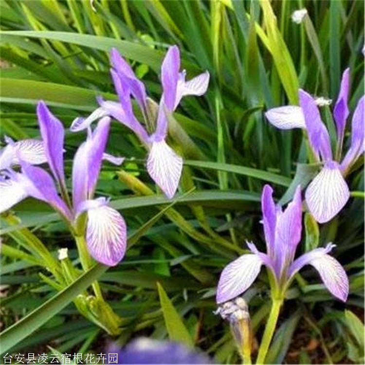 台安苗木供应马蔺种苗基地马蔺小苗辽宁耐盐碱