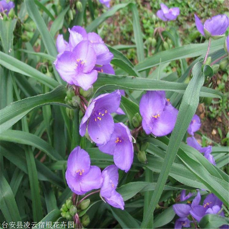 凌雲花卉現苗馬蓮苗鳶尾種子種植基地多年生密叢草本