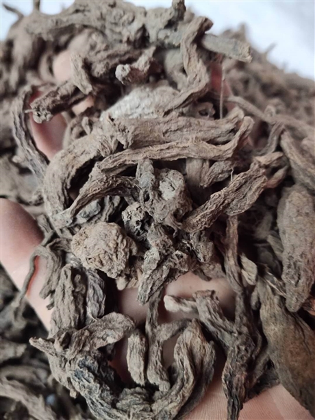 中药红大戟药用价值        红大戟价格
