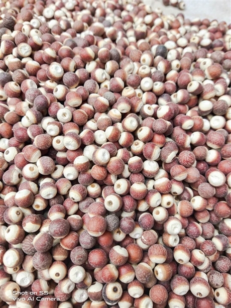 【连翘价格    亳州供应中药材连翘】价格,厂家,粮食作物种子