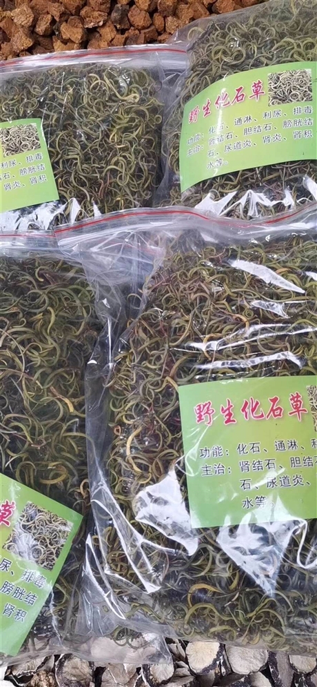 中药化石草的药用价值      化石草产地直销