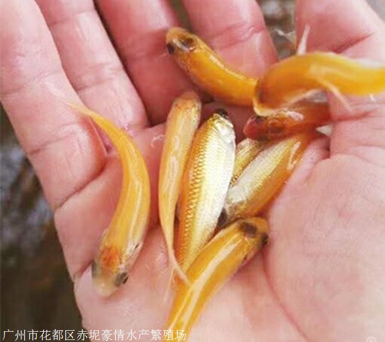 廣西柳州金草魚福建金草魚苗赤目金草魚淡水魚苗