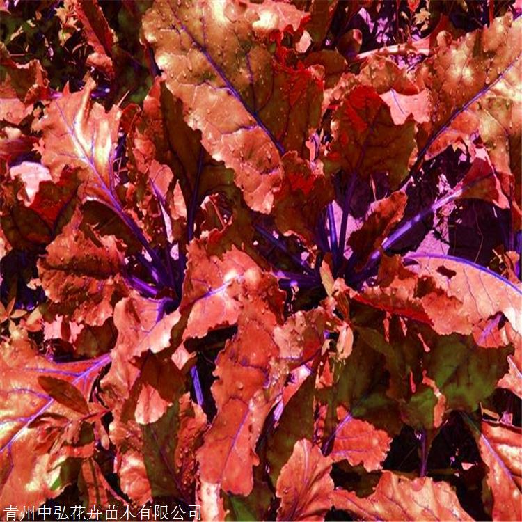 紅葉甜菜紅葉甜菜種植基地紅葉甜菜小苗