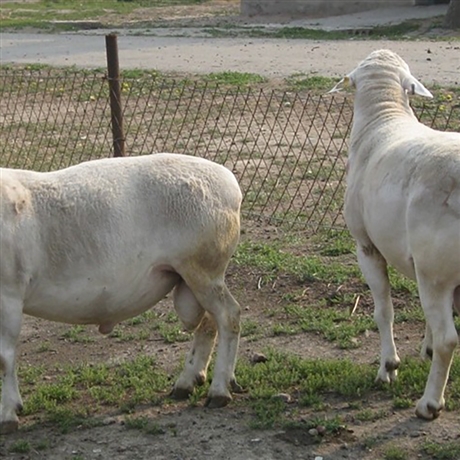杜泊绵羊崽价位澳洲白绵羊小羊崽绵羊活幼体活苗企业认证