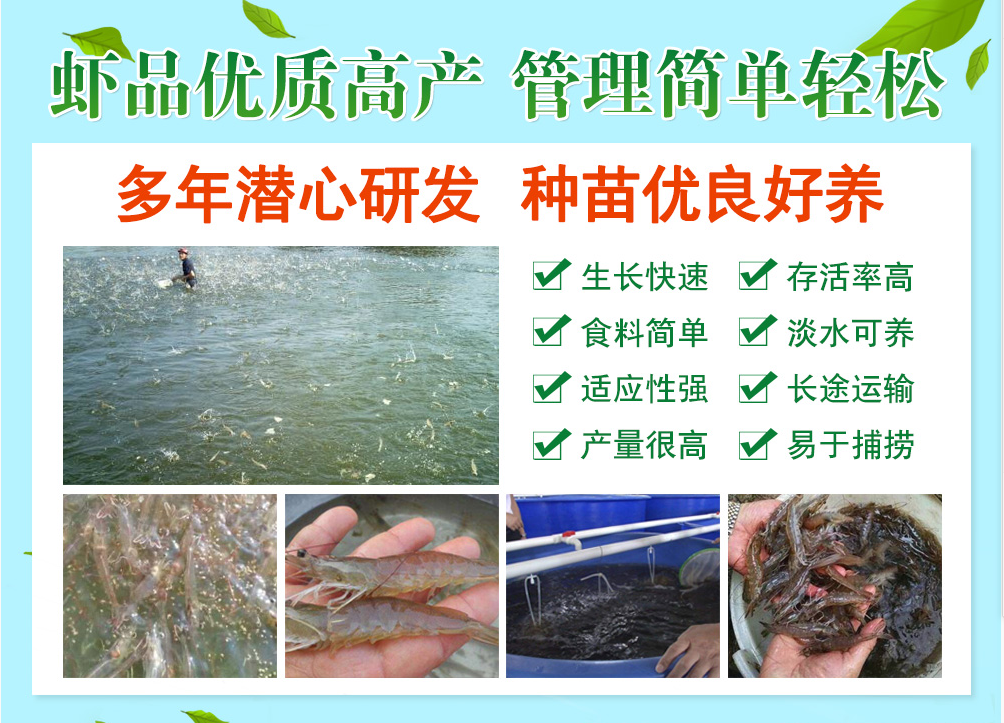 南美白对虾可以淡水养殖吗
