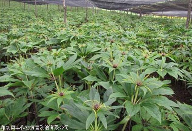重楼茎基腐病防治措施 重楼茎基腐病治疗用药