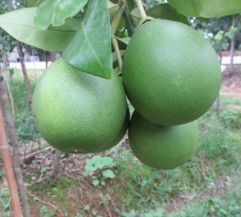 湖南柚子樹價格種植基地