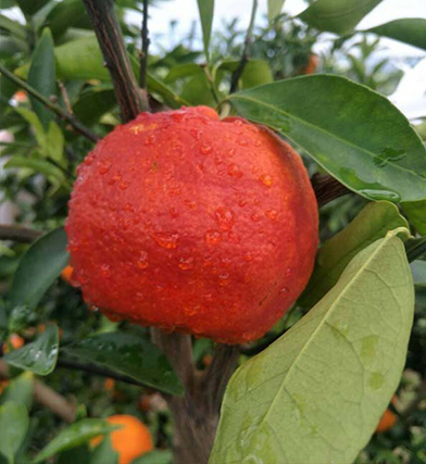 成都媛红椪柑苗 , 媛红椪柑苗公司, 媛红椪柑苗批发