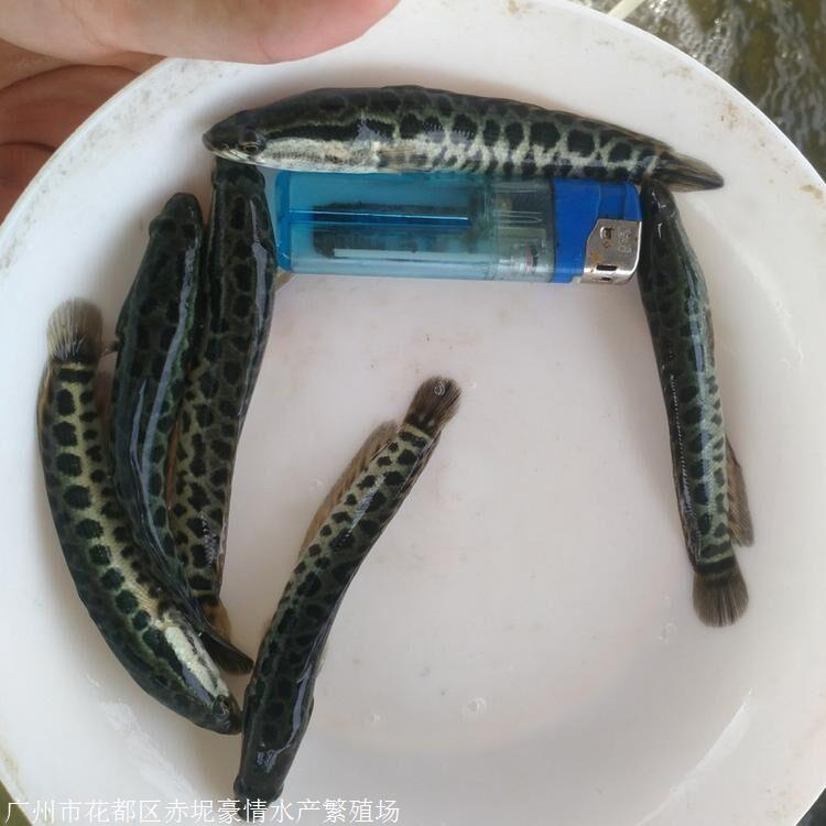 黑鱼养殖效益分析 黑鱼养殖技术利润多少