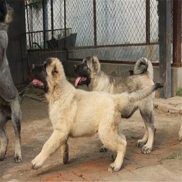 成年肉狗价格 养狗周期150天出栏 肉食狗场家订购