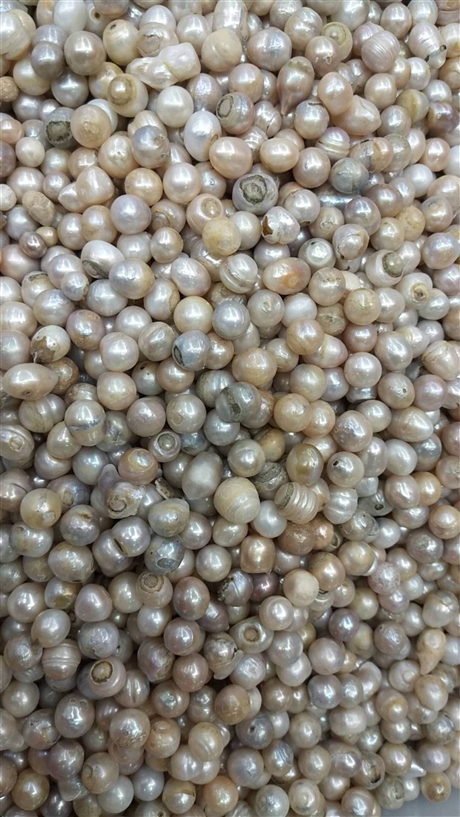 【中药材批发麦冬  麦冬的价格   麦冬产地】价格,厂家,粮食作物种子