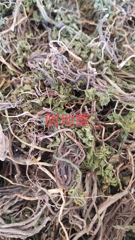 阴地撅批发价格   阴地撅的药用价值